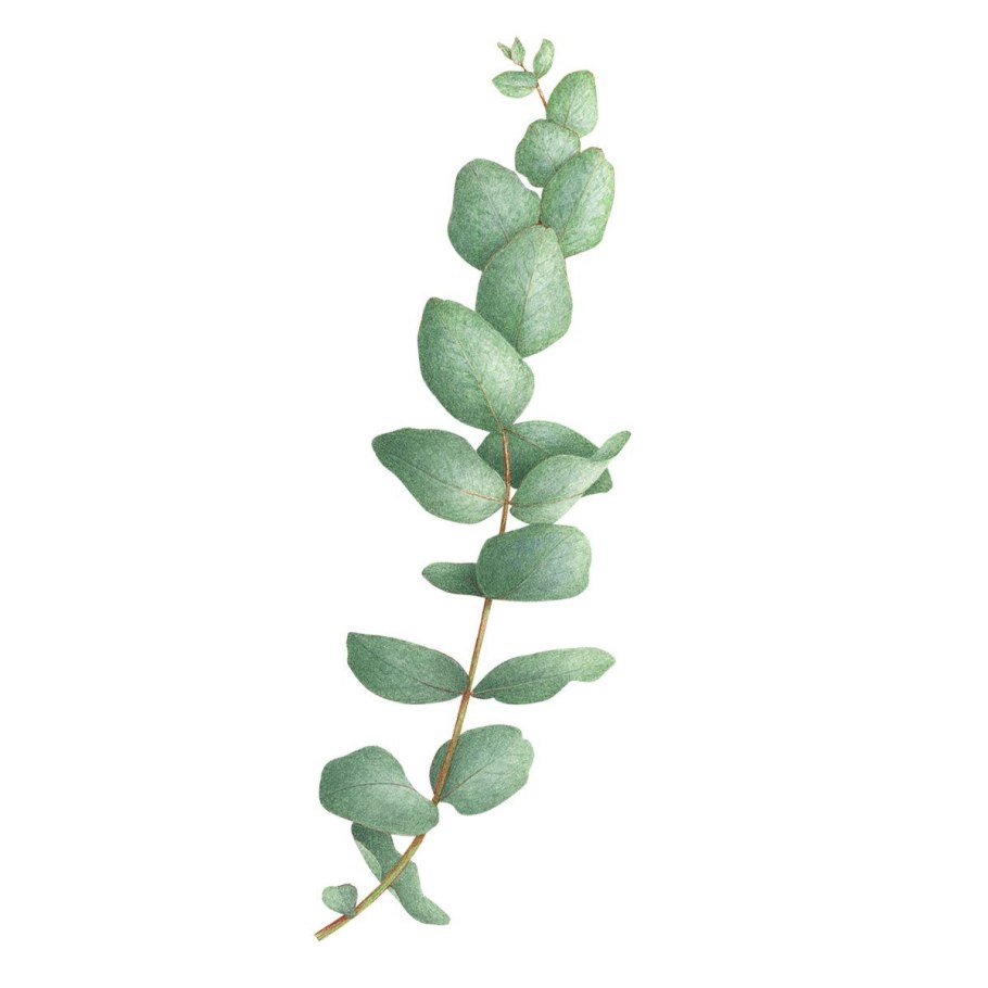 Ветка эвкалипта акварель