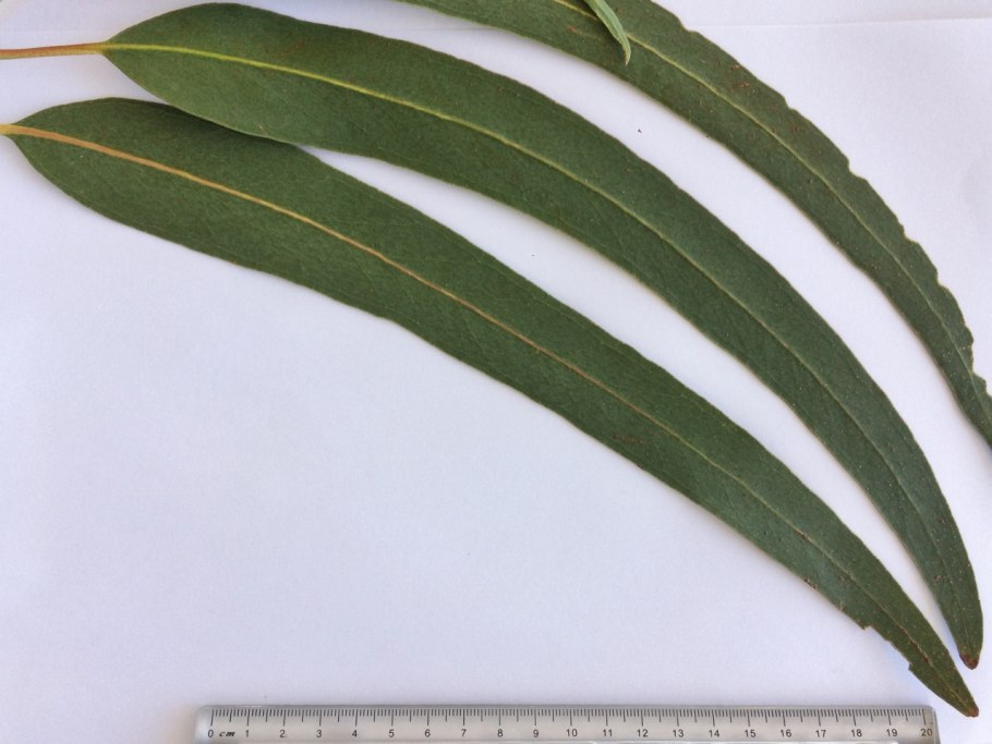 Листьев эвкалипта прутовидного