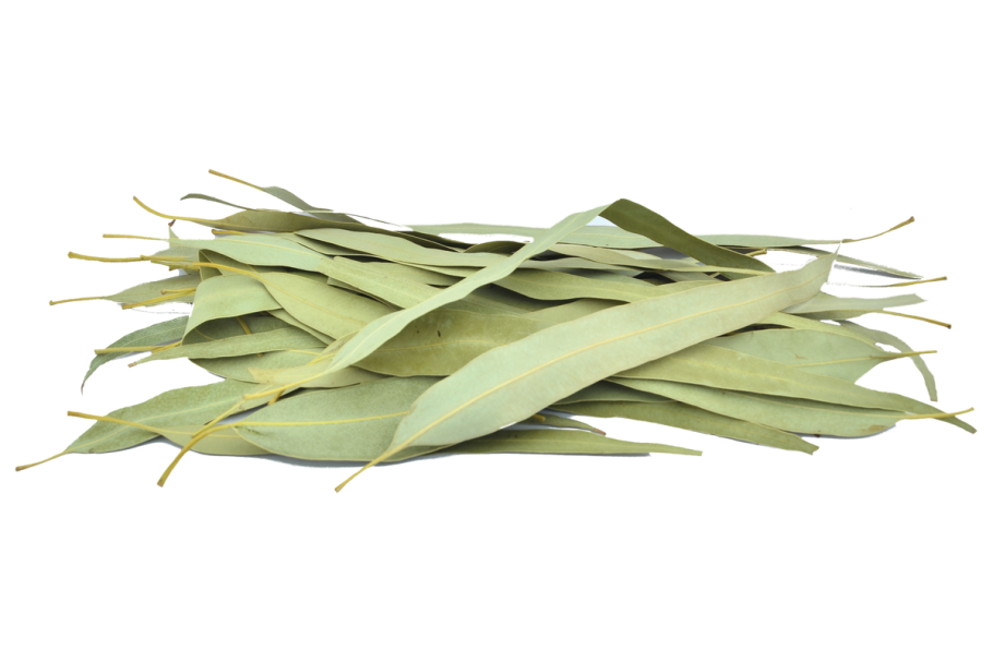 Веточка эвкалипта на белом фоне