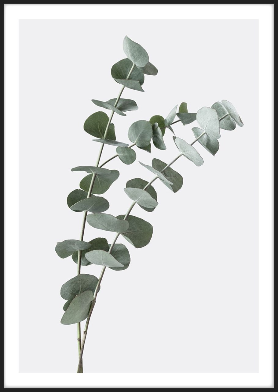 Популус эвкалипт