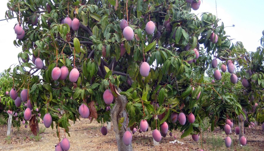 Манго ( Mangifera Indica