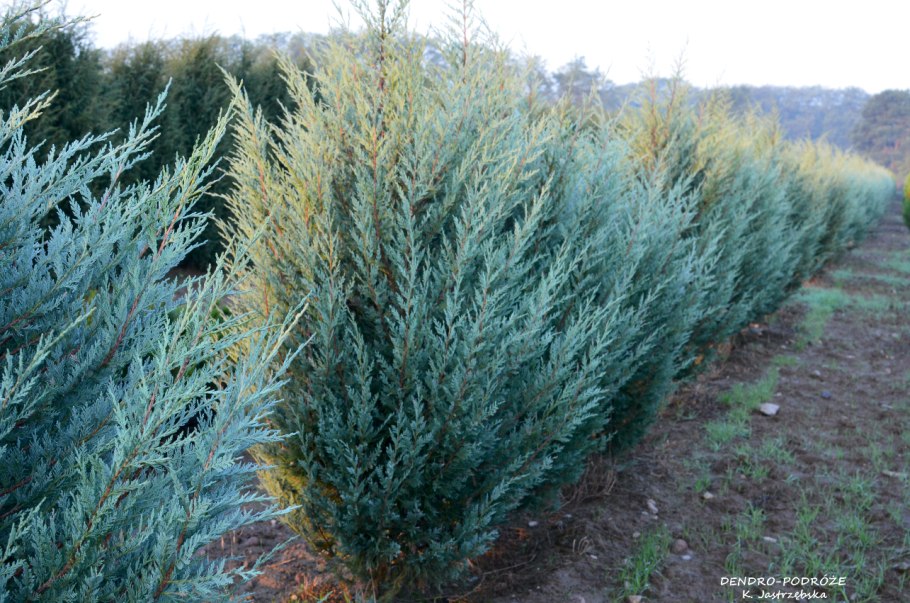 Можжевельник виргинский Мунглоу