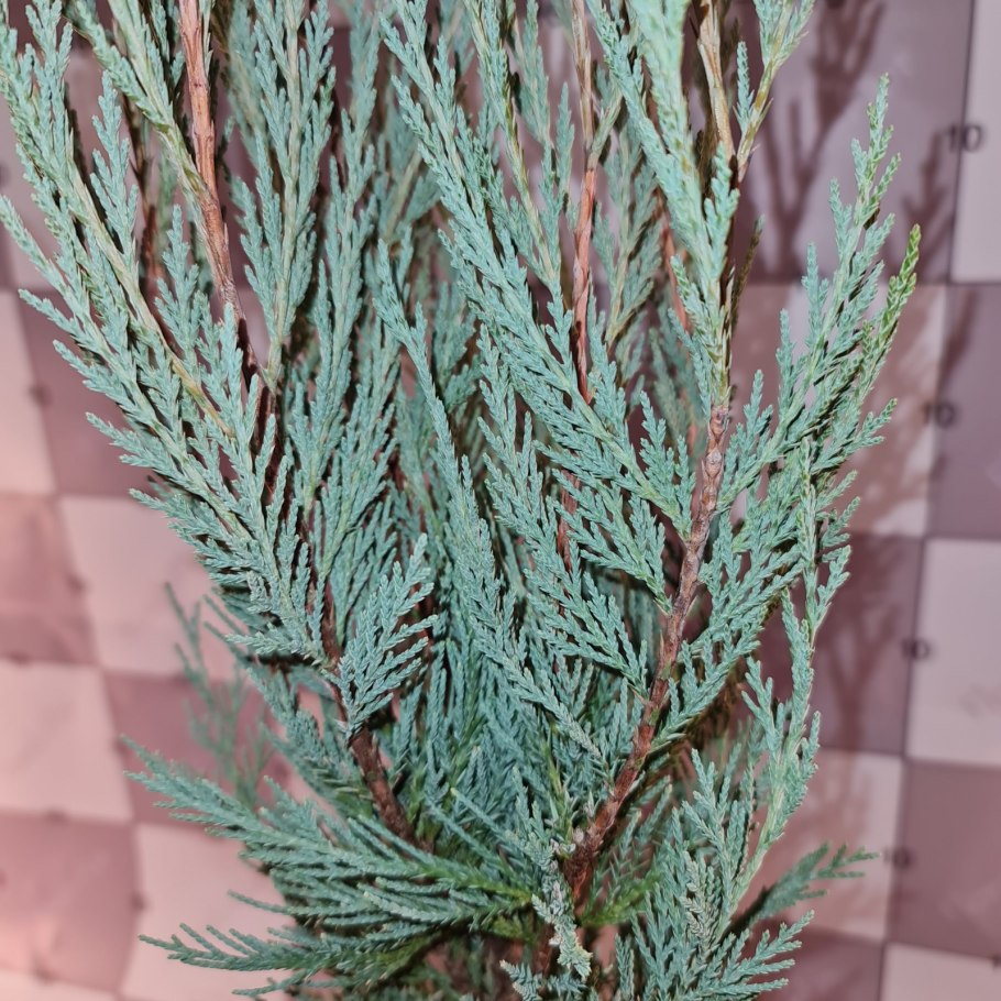 Можжевельник Мунглоу