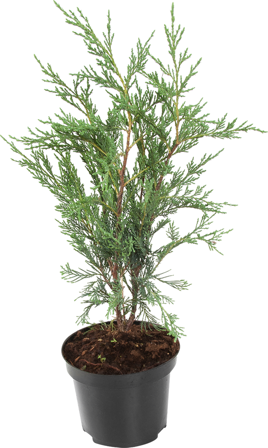 Можжевельник скальный Мунглоу хвоя