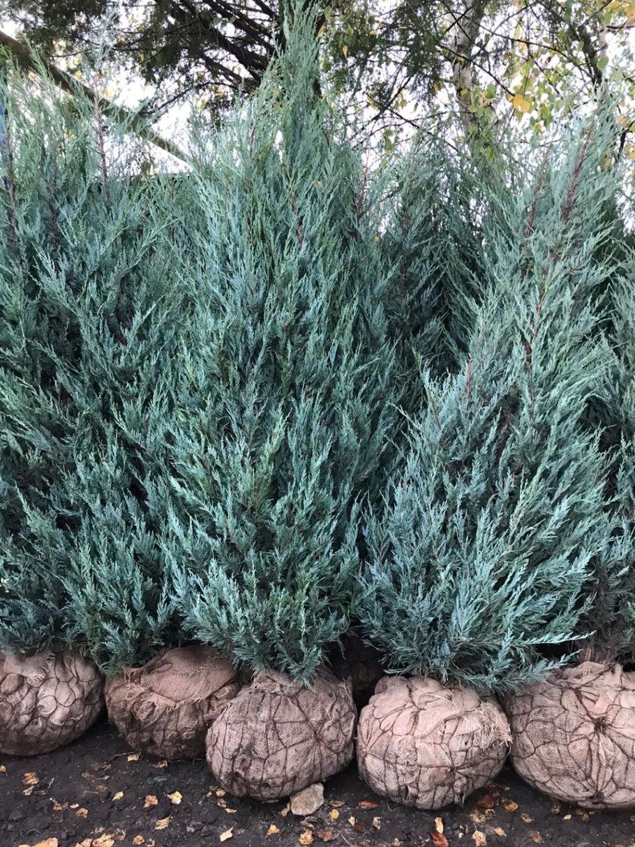 Можжевельник скальный Мунглоу