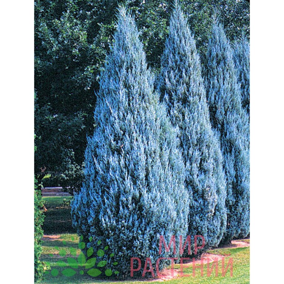 Можжевельник Вичита Блю
