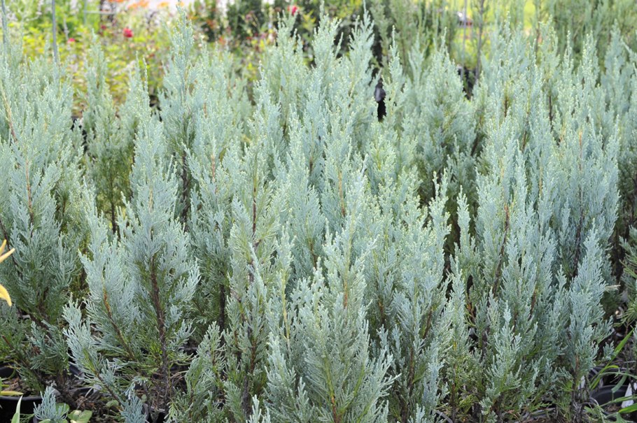 Можжевельник скальный Моффат Блю