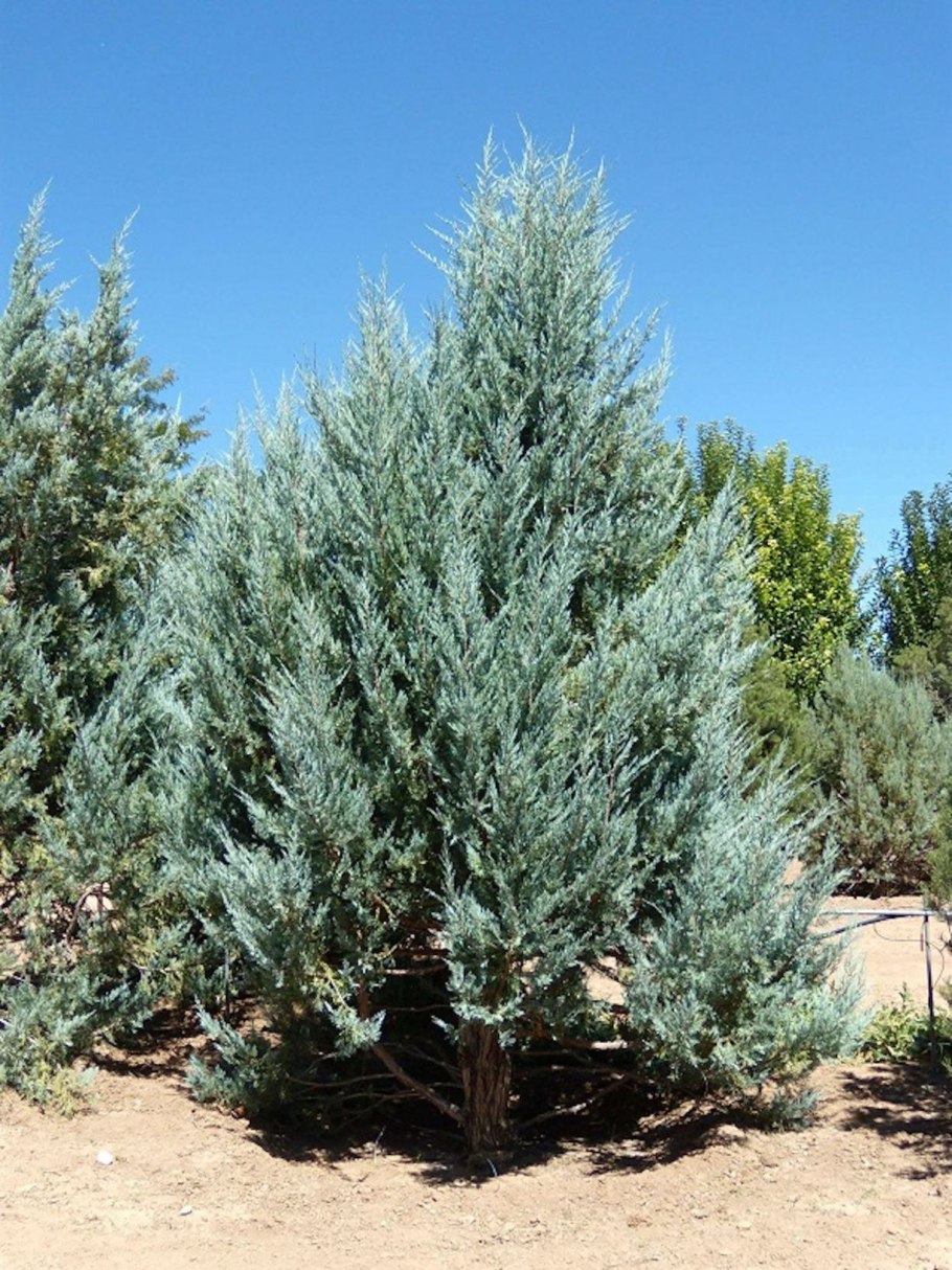 Можжевельник скальный Мунглоу