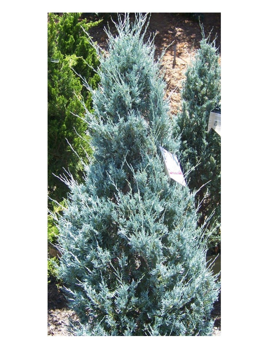 Можжевельник скальный Вичита Блю
