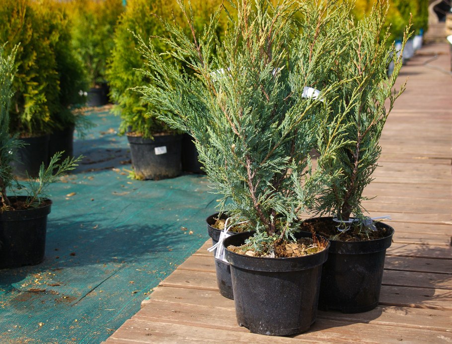 Можжевельник скальный Моонглоу