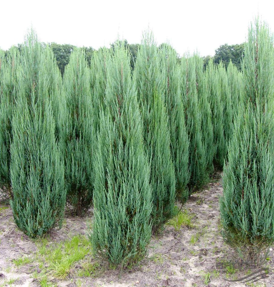 Можжевельник скальный Скайроке