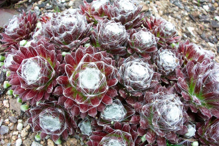Sempervivum arachnoideum