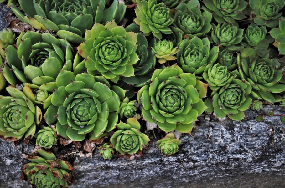 Роза почвопокровная Эониум Aeonium