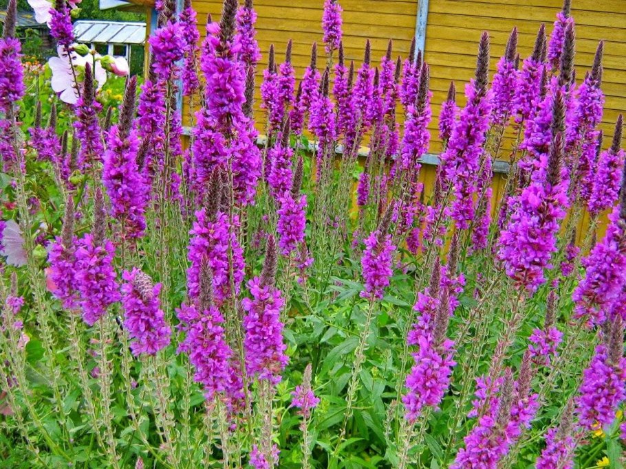 Дербенник иволистный