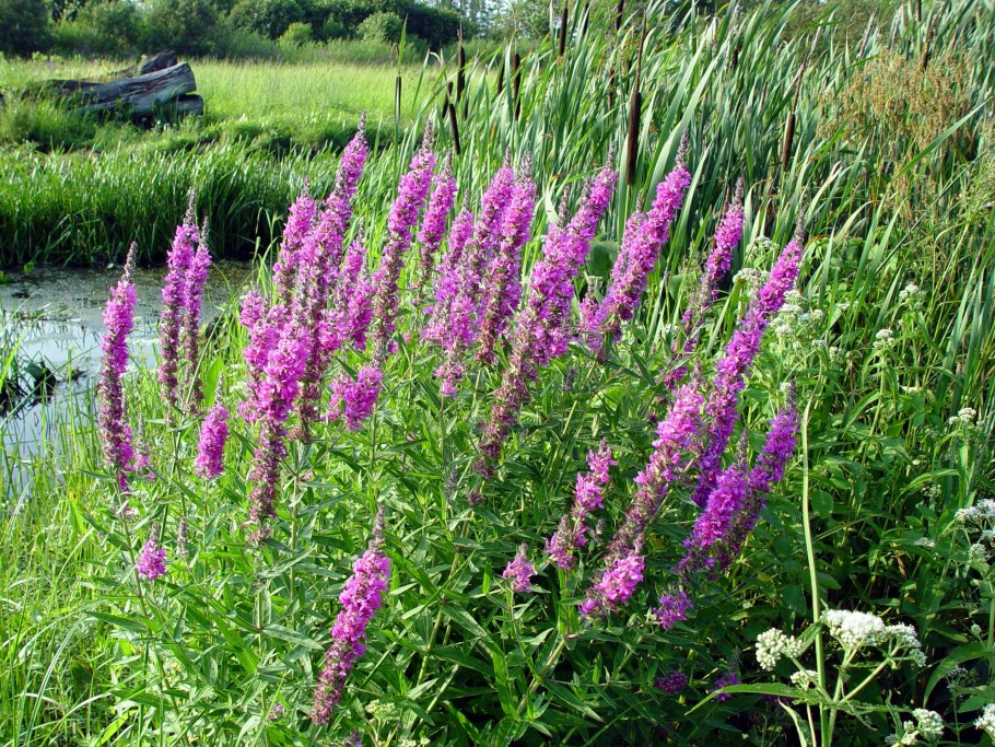 Дербенник иволистный