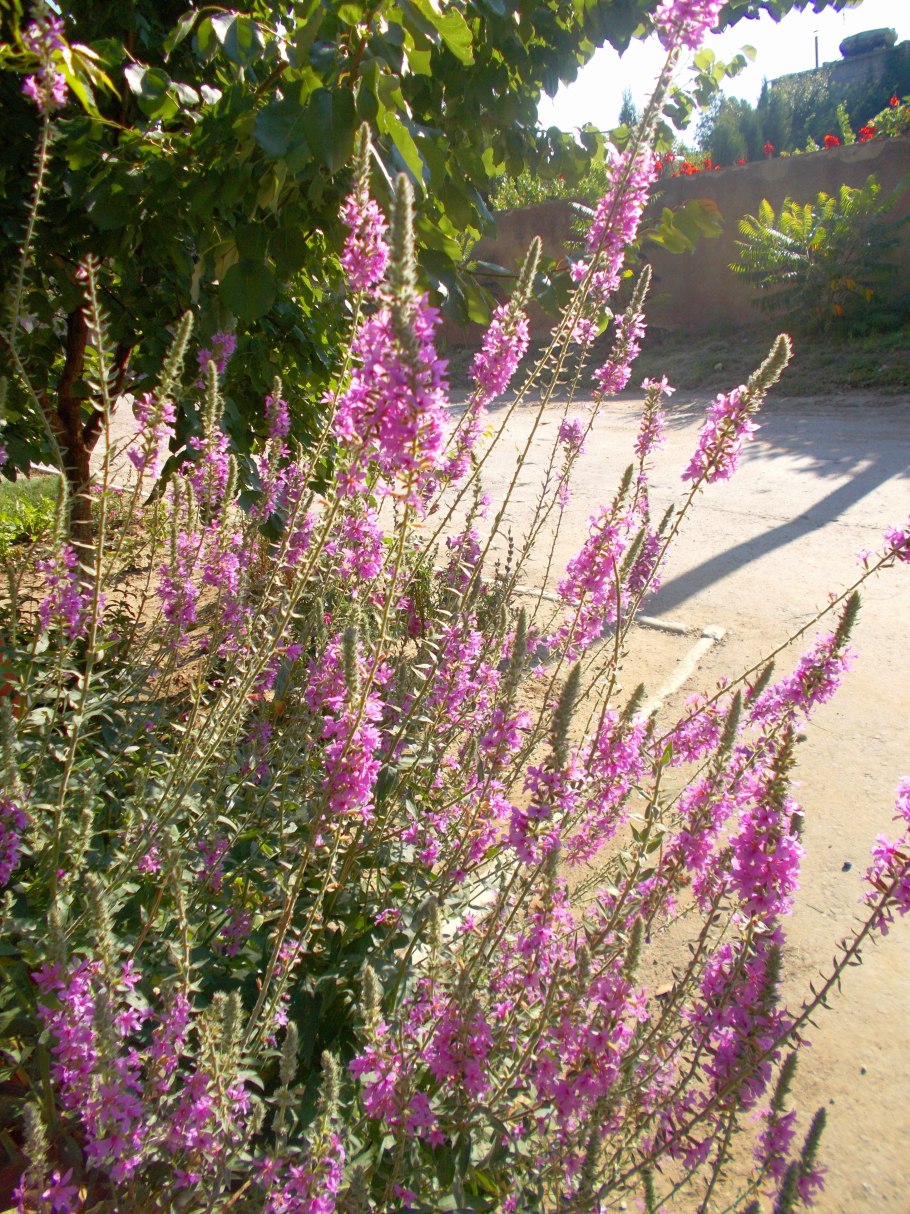 Дербенник Lady Sackville