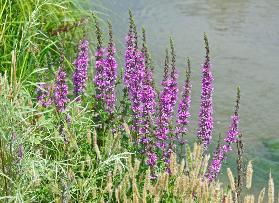 Дербенник иволистный