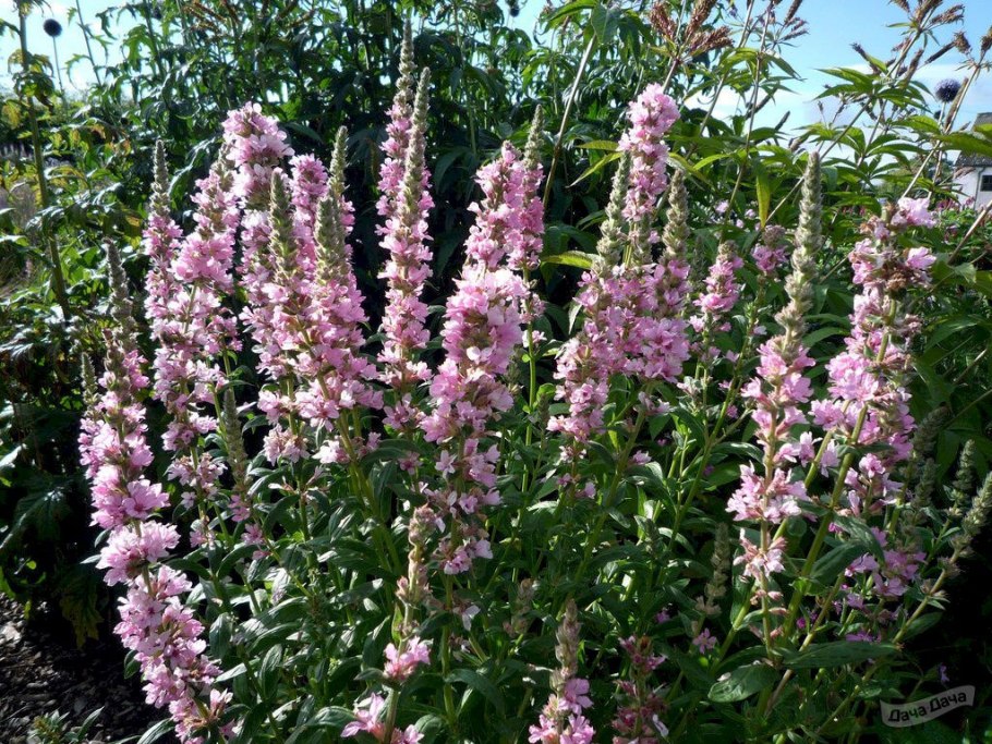 Дербенник иволистный