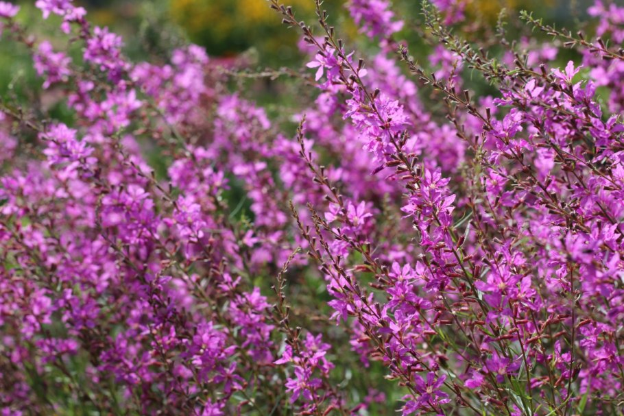 Дербенник иволистный лиловый