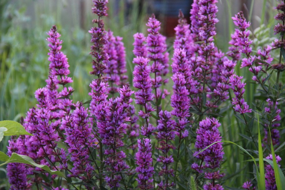 Дербенник иволистный