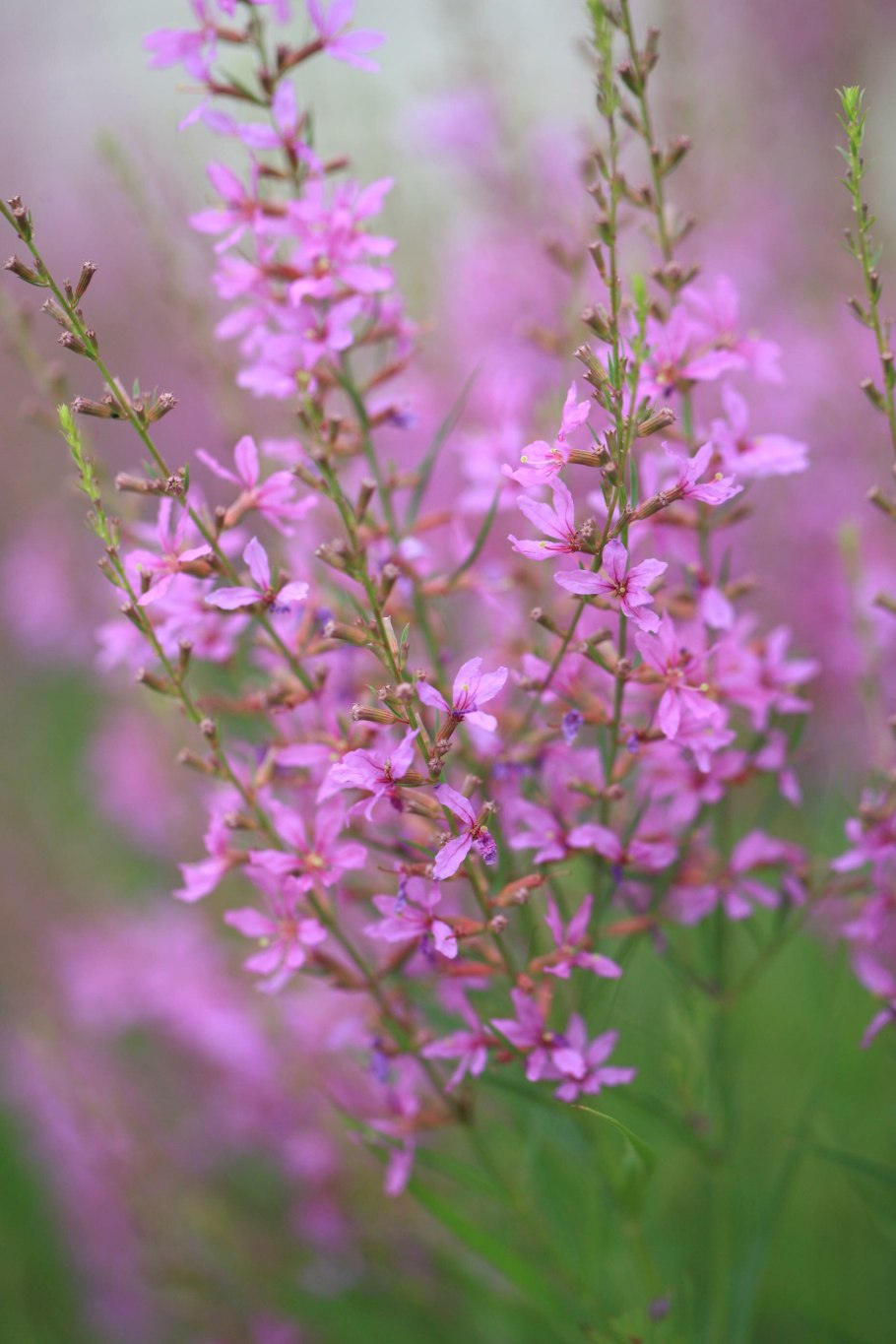 Дербенник ростки весной