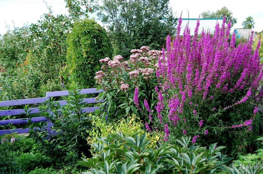 Дербенник Морден Пинк