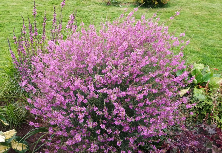 Дербенник иволистный Свирл