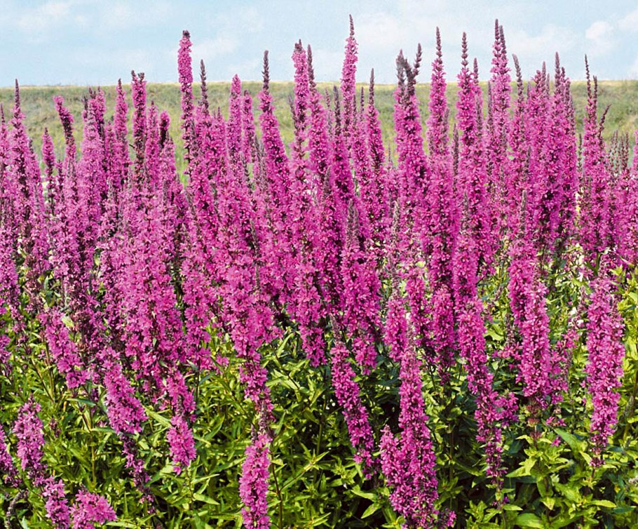 Дербенник иволистный (Lythrum salicaria)