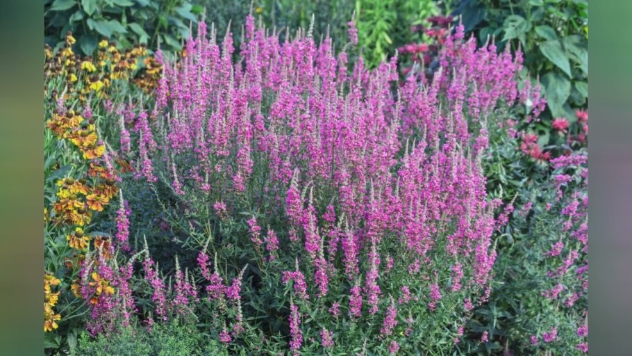 Дербенник Зигунерблют