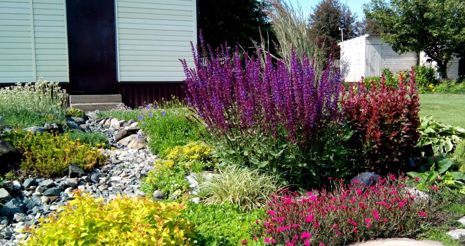 Дербенник Плакун