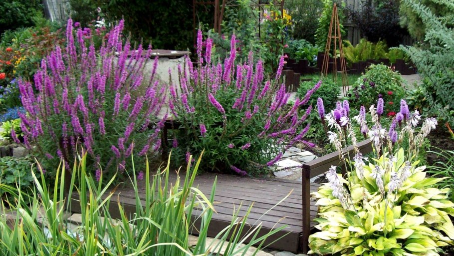 Дербенник вязолистный