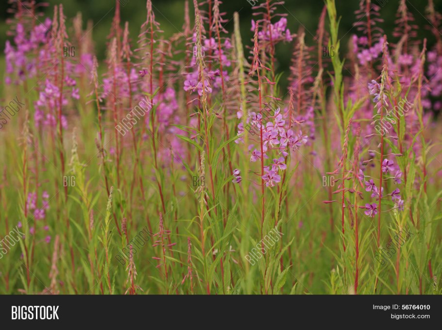 Дербенник иволистный