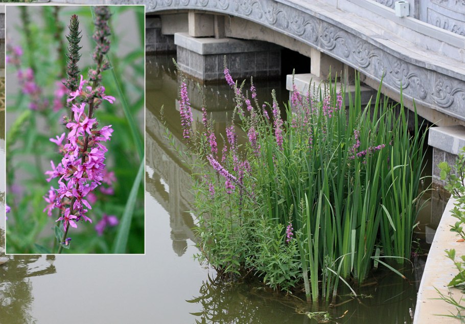 Дербенник иволистный