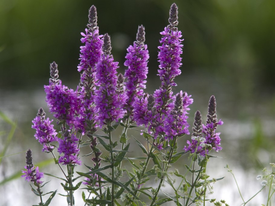 Lythrum / дербенник salicaria ’blush’