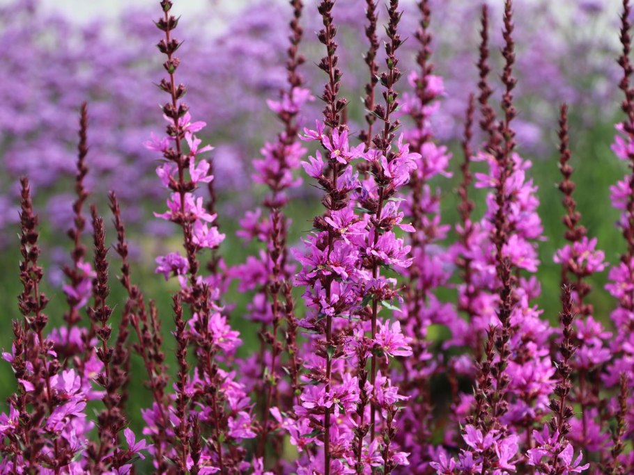Дербенник иволистный (Lythrum salicaria &#96;Rosy Gem&#96;)
