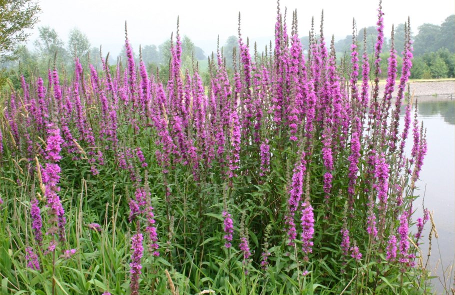 Дербенник иволистный