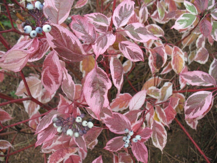 Дерен белый Сибирика