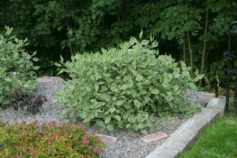 Дерен белый Cornus Alba Argenteomarginata