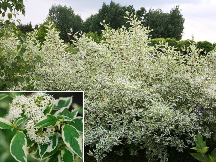 Дерен белый 'elegantissima'