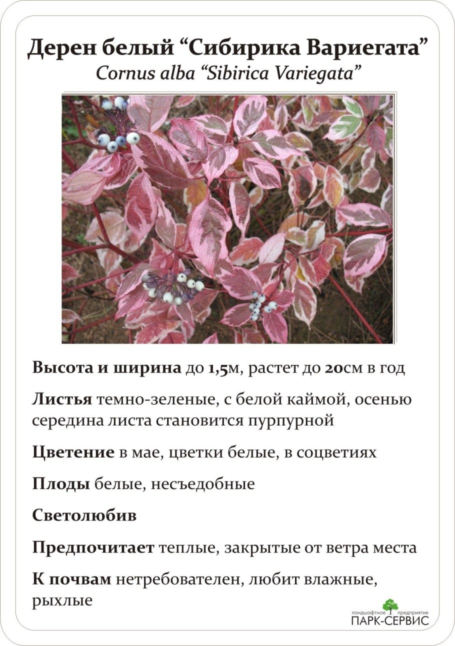 Дерен Элегантиссима