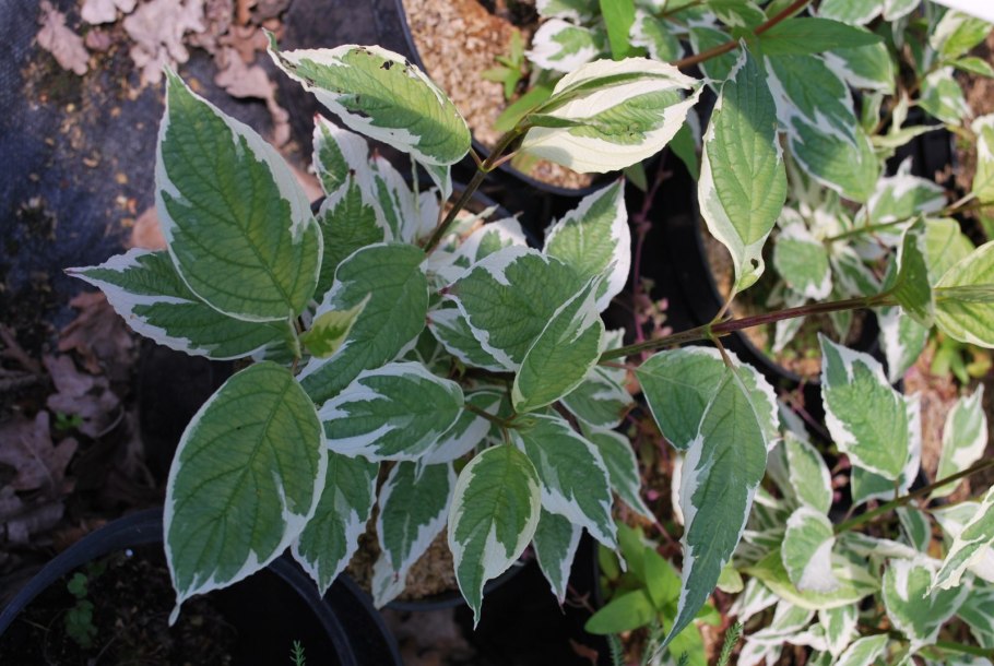 Дерен белый айвори Хало