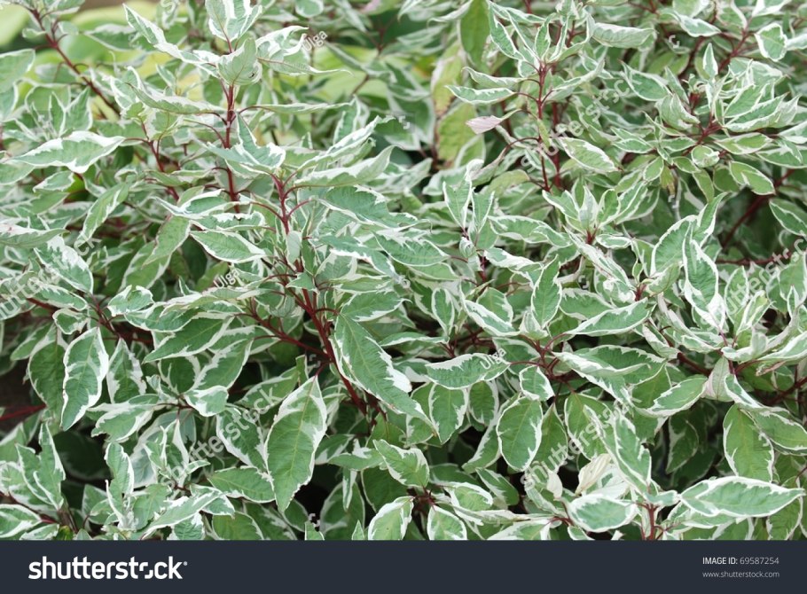 Дерен белый айвори хало