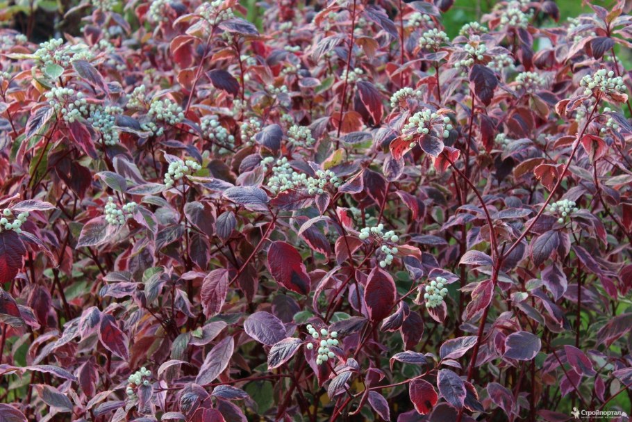 Дерен белый Сибирика