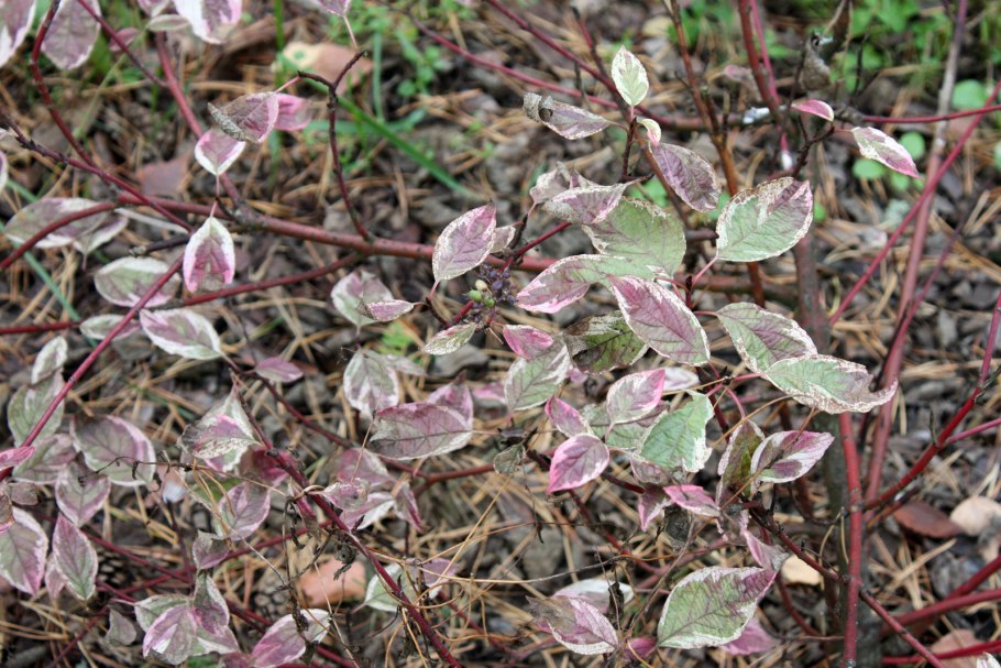 Дёрен белый sibirica variegata