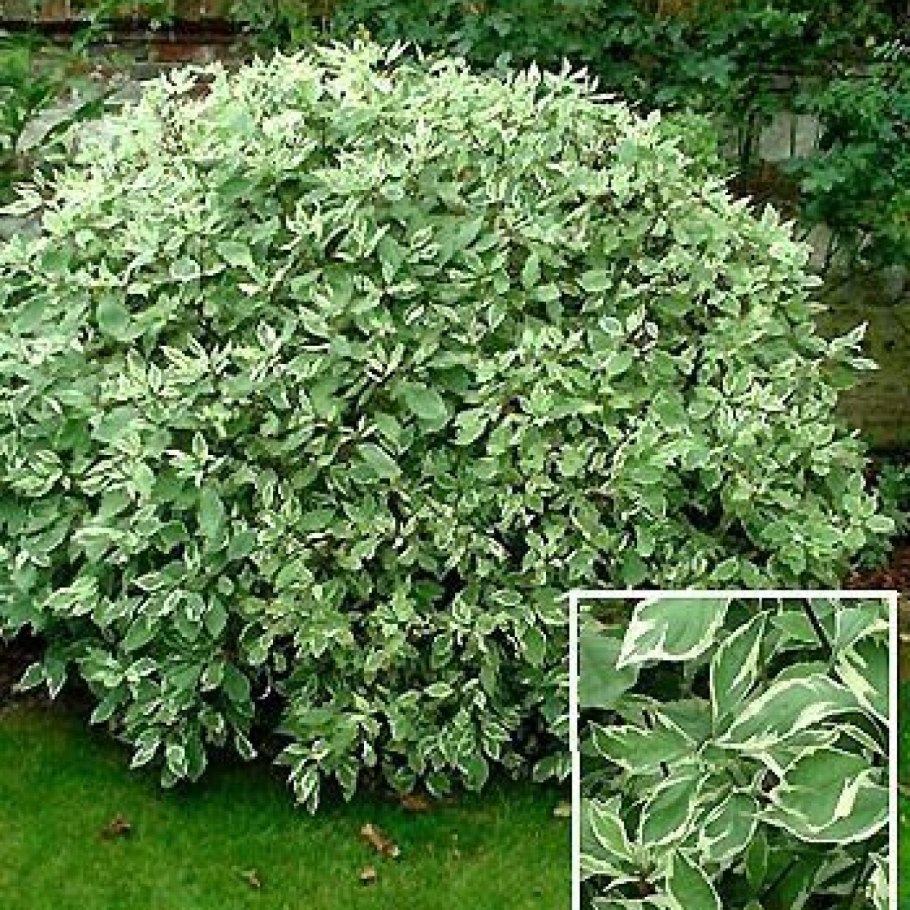 Дерен белый Сибирика