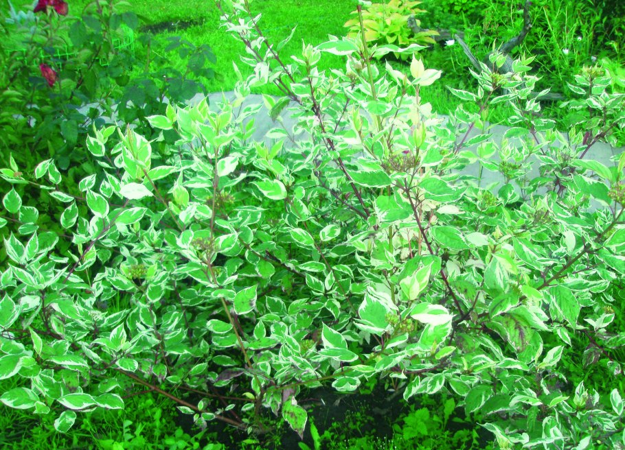 Дерен Сибирика Вариегата