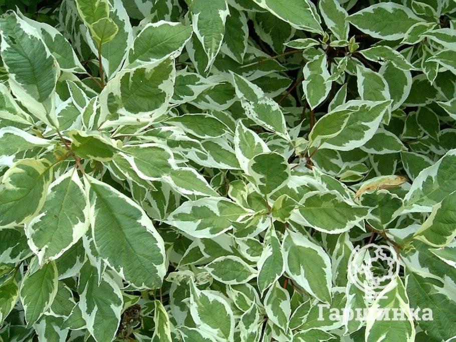 35. 36. Дерен белый «sibirica variegata»