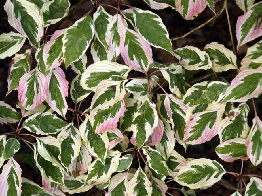 Дерен белый Сибирика