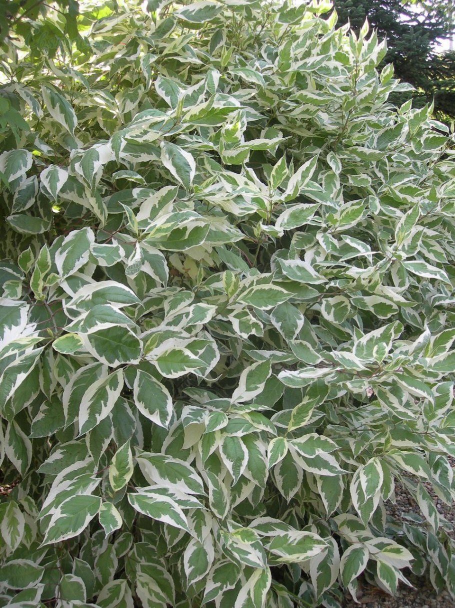 Дерен Элегантиссима Вариегата