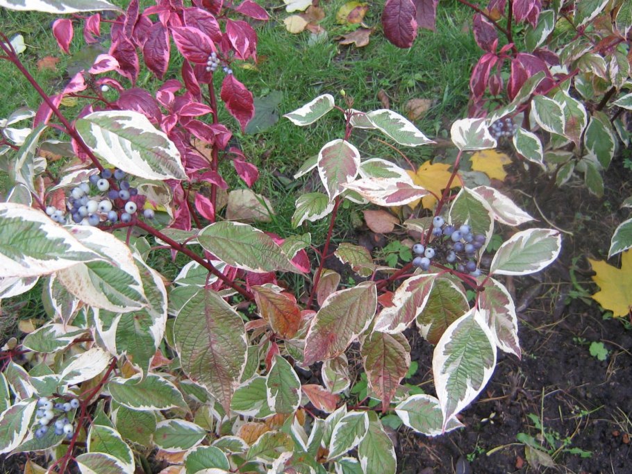 Дерен sibirica variegata